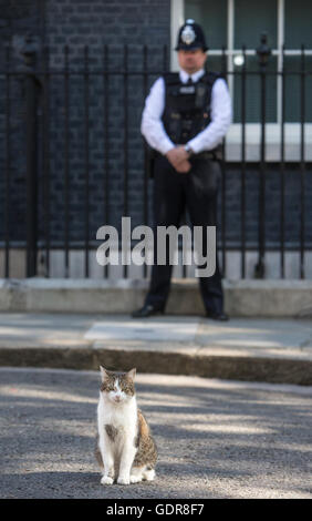 Larry, die Downing Street-Katze sitzt mitten auf der Straße Stockfoto