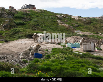 Pack rein gezüchtet Grönland Inuit Schlittenhunde ruhen im Sommer pur Grönland husky Hund Stockfoto