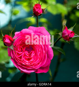 Rosa und rote rose mit Knospen Stockfoto