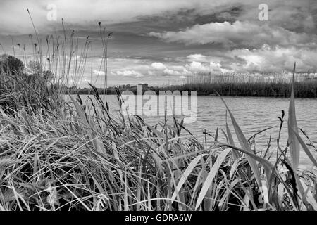 Nieuwkoopse Plassen, Landschaftsfotografie, Niederlande, Europa. Stockfoto