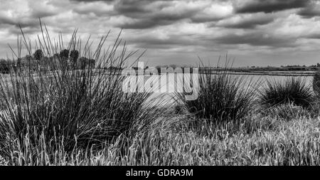 Nieuwkoopse Plassen, Landschaftsfotografie, Niederlande, Europa. Stockfoto