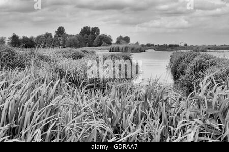 Nieuwkoopse Plassen, Landschaftsfotografie, Niederlande, Europa. Stockfoto