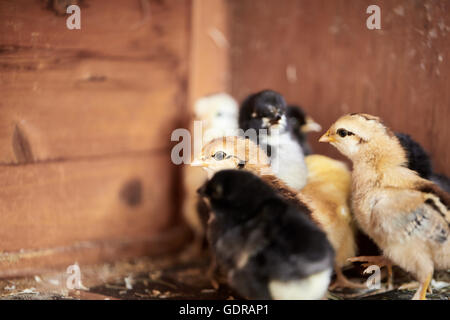 Verschiedene farbige kleine Küken im Stall auf dem Hof Stockfoto