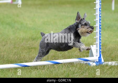 Zwergschnauzer, die über einen Sprung am Hund Agility Trial springen Stockfoto