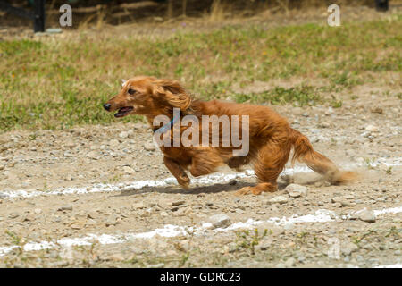 Langhaar Dackel im Rennen. Stockfoto
