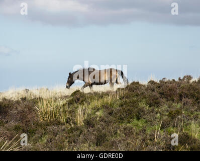 Exmoor Pony auf moorland Stockfoto