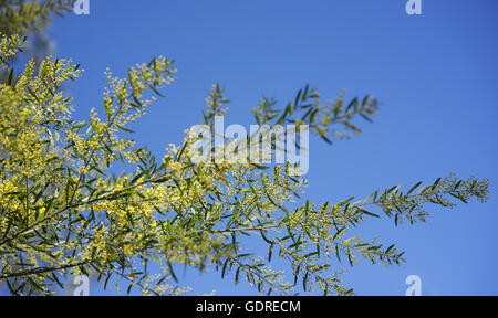 Sonnigen Tag Hintergrund australische gelb golden Wattle Akazie Fimbriata gegen blauen Himmel Stockfoto