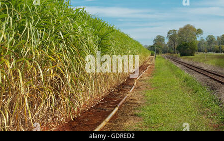 Die australische Landwirtschaft Zuckerindustrie Zuckerrohr Ernte close-up bereit zu ernten Stockfoto