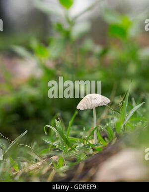 Leben entsteht nach dem Frühlingsregen mit grünem Rasen, Pilz Pilze und Regentropfen Stockfoto