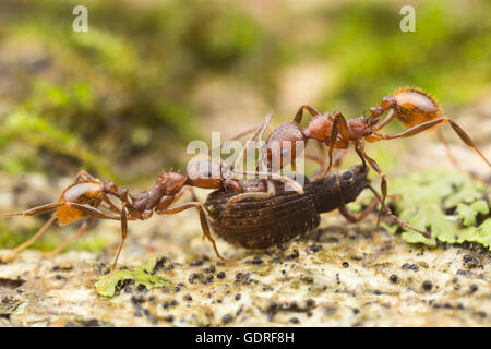 Wirbelsäulentaillierte Ameise (Aphaenogaster fulva)-Arbeiter tragen gesaugte Nahrung zurück zu ihrem Nest. Stockfoto