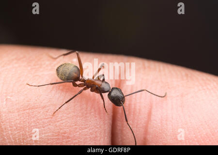 Ein eisenhaltiger Rossameise (Camponotus Chromaiodes) hockt auf einem Finger. Stockfoto