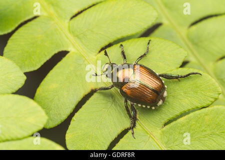 Eine japanische Käfer (Popillia Japonica) hockt auf einem Farn Blatt. Stockfoto