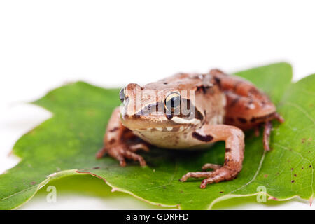 Europäische braune Grasfrosch (Rana Temporaria) Stockfoto