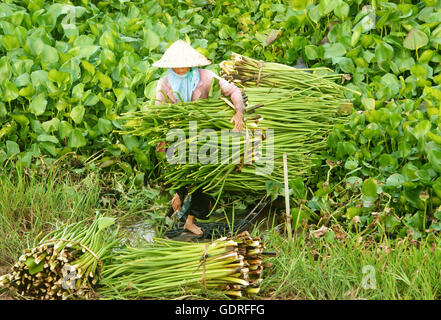 Asiatische Bauern Ernte Wasser Hyacith (Eichhornia Crassipes) Stockfoto