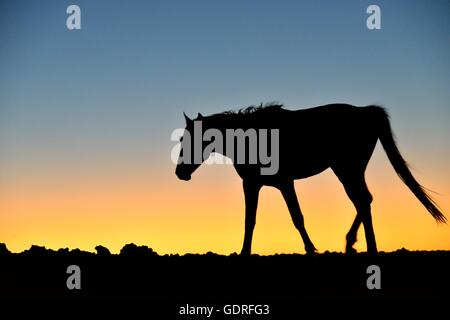 Namib Wüste Pferd (Equus Ferus) bei Sonnenuntergang, Gegenlicht, in der Nähe von Tränke bei Garub, Aus, Karas Region, Namibia Stockfoto