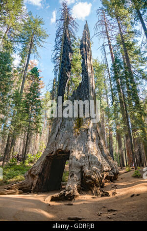 Tunnel durch den Stamm von einem Toten Riesenmammutbaum (Sequoiadendron Giganteum), Tuolumne Grove, Yosemite-Nationalpark, Kalifornien Stockfoto