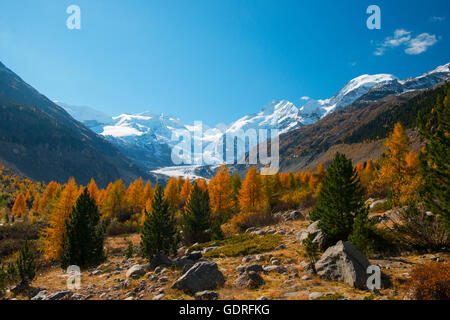 Herbst im Tal mit gelben Lärchen hinter Morteratsch-Gletscher, Pontresina, Kanton Graubünden, Schweiz Stockfoto