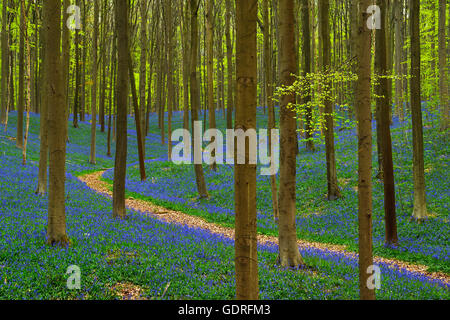 Waldweg, europäische Buche (Fagus Sylvatica), Glockenblumen (Hyacinthoides), Hallerbos, Vlaams-Brabant, Belgien Stockfoto