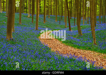 Waldweg, europäische Buche (Fagus Sylvatica), Glockenblumen (Hyacinthoides), Hallerbos, Vlaams-Brabant, Belgien Stockfoto