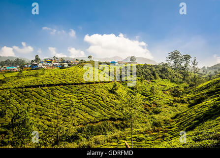 Teeplantagen in den Bergen in der Nähe von Munnar, Kerala, Südindien, Indien Stockfoto