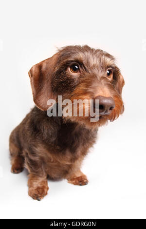 Braun Wire-haired Dackel schauen neugierig, weißer Hintergrund Stockfoto