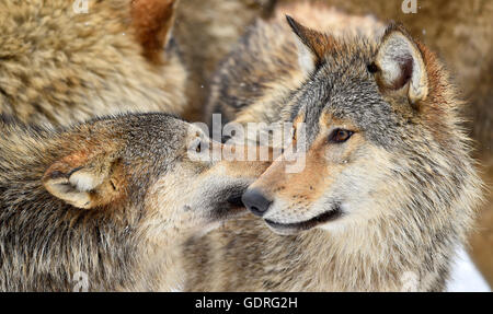 Östlichen Wölfe, Eastern Timber Wolf (Canis Lupus LYKAON) in Wintermantel, Baden-Württemberg, Deutschland Stockfoto