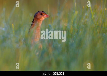 Wachtelkönig (Crex Crex) in hohe Gräser, männliche auf einer Wiese mit Morgentau, mittlere Elbe-Biosphärenreservat, Sachsen-Anhalt, Deutschland Stockfoto