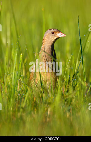 Wachtelkönig (Crex Crex) in hohe Gräser, männliche auf einer Wiese mit Morgentau, mittlere Elbe-Biosphärenreservat, Sachsen-Anhalt, Deutschland Stockfoto