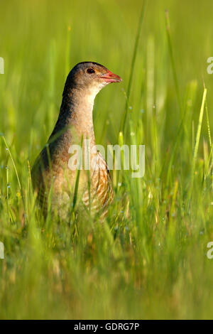 Wachtelkönig (Crex Crex) in hohe Gräser, männliche auf einer Wiese mit Morgentau, mittlere Elbe-Biosphärenreservat, Sachsen-Anhalt, Deutschland Stockfoto