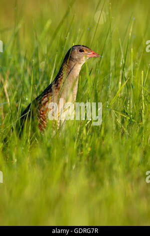 Wachtelkönig (Crex Crex) in hohe Gräser, männliche auf einer Wiese mit Morgentau, mittlere Elbe-Biosphärenreservat, Sachsen-Anhalt, Deutschland Stockfoto