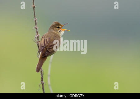 Marsh Warbler (Acrocephalus Palustris) aufrufen, männlich auf Song Post, mittlere Elbe-Biosphärenreservat, Sachsen-Anhalt, Deutschland Stockfoto