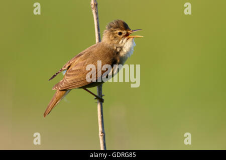 Marsh Warbler (Acrocephalus Palustris) aufrufen, männlich auf Song Post, mittlere Elbe-Biosphärenreservat, Sachsen-Anhalt, Deutschland Stockfoto