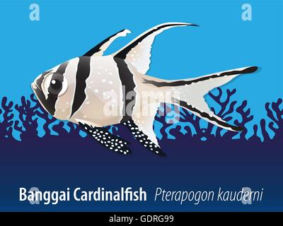 Banggai Kardinalbarschen schwimmen in der See-Abbildung Stock Vektor