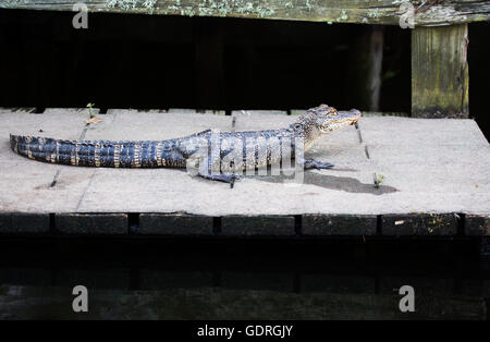 American Alligator (Alligator mississippiensis) auf dem Dock der Hütte am Seeufer am Ufer von Miller's Lake, Louisiana Stockfoto