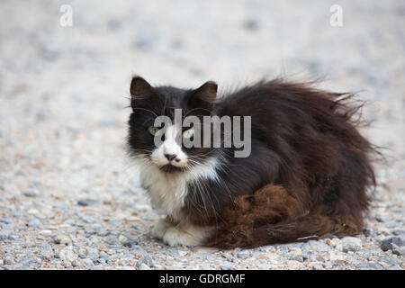 Schmuddelige streunende Katze mit verfilztem Fell und fehlender Ohrspitze, auf dem Parkplatz Stockfoto