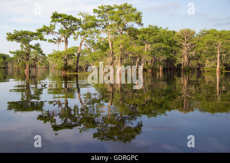 Kahle Zypressen (Taxodium distichum) im Atchafalaya Swamp Water, Louisiana. Es ist das größte Feuchtgebiet der Vereinigten Staaten. Stockfoto