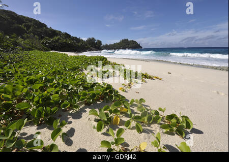 Geographie/Reisen, Seychellen, Mahe Island, Anse Bazarca,, Additional-Rights - Clearance-Info - Not-Available Stockfoto