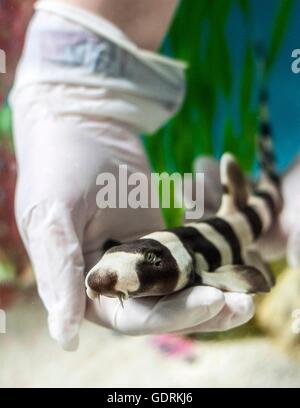 Aquarianer Katze Dixon hält ein vier Monate altes braun gebändert Bambus Seekatze, die durch das SEA LIFE London Aquarium verlagert worden, nachdem sein Besitzer nicht mehr richtig für es sorgen könnte. Stockfoto