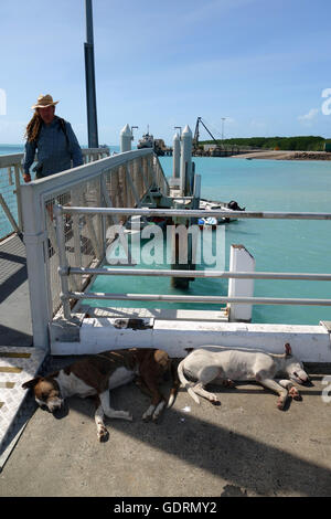 Hunde schlafen im Schatten auf den Steg, Horn Island, Torres-Strait, Queensland, Australien. Weder Herr PR Stockfoto