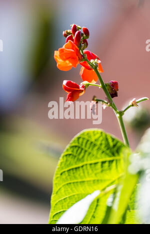 Blumen auf eine Bohne Pflanzen defokussierten Hintergrund. Stockfoto