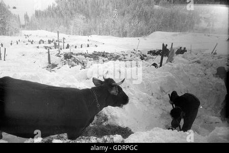 Graben Sie nach einer Lawine Retter ihren Weg durch den Schnee zu einem Gebäude, 1960 Stockfoto