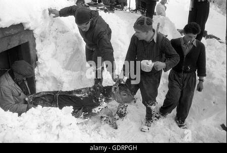 Graben Sie nach einer Lawine Retter ihren Weg durch den Schnee zu einem Gebäude, 1959 Stockfoto