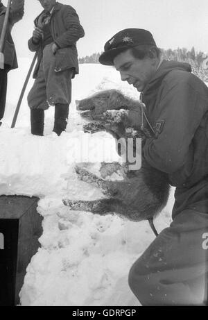 Graben Sie nach einer Lawine Retter ihren Weg durch den Schnee zu einem Gebäude, 1955 Stockfoto