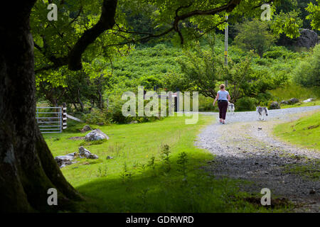 Eine Frau allein zu Fuß mit ihrem husky Hunde auf dem Weg, der Konturen Llyn Crafnant See im Tal Conwy in Nordwales Stockfoto