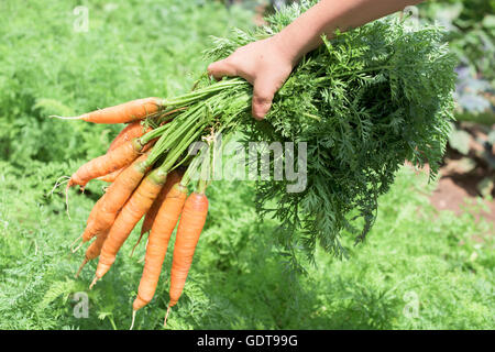 Junge zu halten saubere Karotten im Gemüsegarten Stockfoto