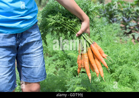 Junge zu halten saubere Karotten im Gemüsegarten Stockfoto