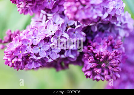 Makro-Bild Frühling lila Blume über weichen abstrakten grünen Hintergrund, flachen Fokus Stockfoto