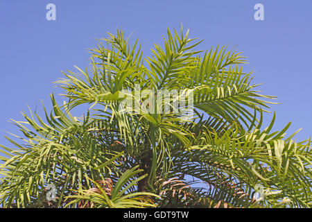 Wollemi Pine Stockfoto