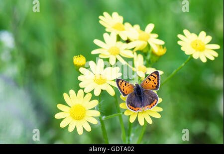 Foto von Brauner Schmetterling auf gelben Blüten im Frühjahr über grünen Rasen Hintergrund. Stockfoto