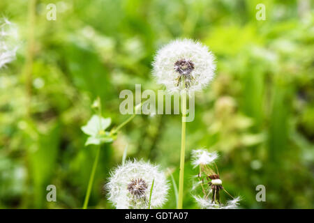 Foto Löwenzahn Blume auf der grünen Wiese im Frühling Stockfoto